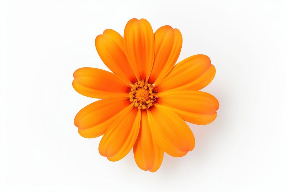 Orange fower flower petal plant. AI generated Image by rawpixel.