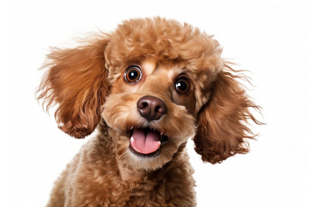 Poodle poodle mammal animal. AI generated Image by rawpixel.