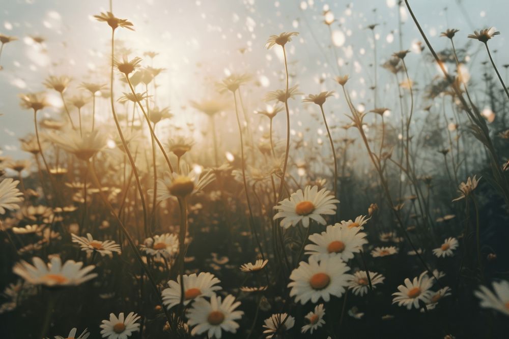 Daisy field backgrounds landscape sunlight. | Free Photo - rawpixel