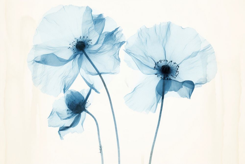 Minimal dry poppy flower petal plant. AI generated Image by rawpixel.