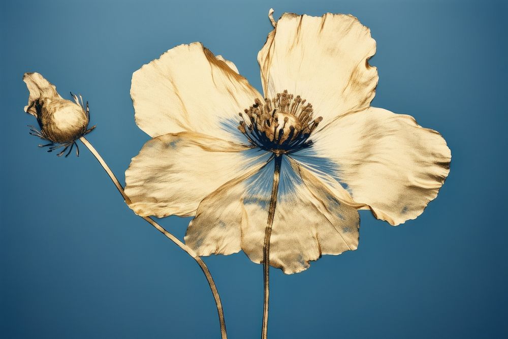 Minimal dry poppy flower petal plant. AI generated Image by rawpixel.