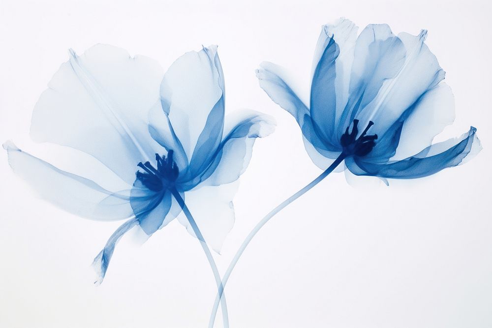 Minimal dry tulip flower nature petal. AI generated Image by rawpixel.