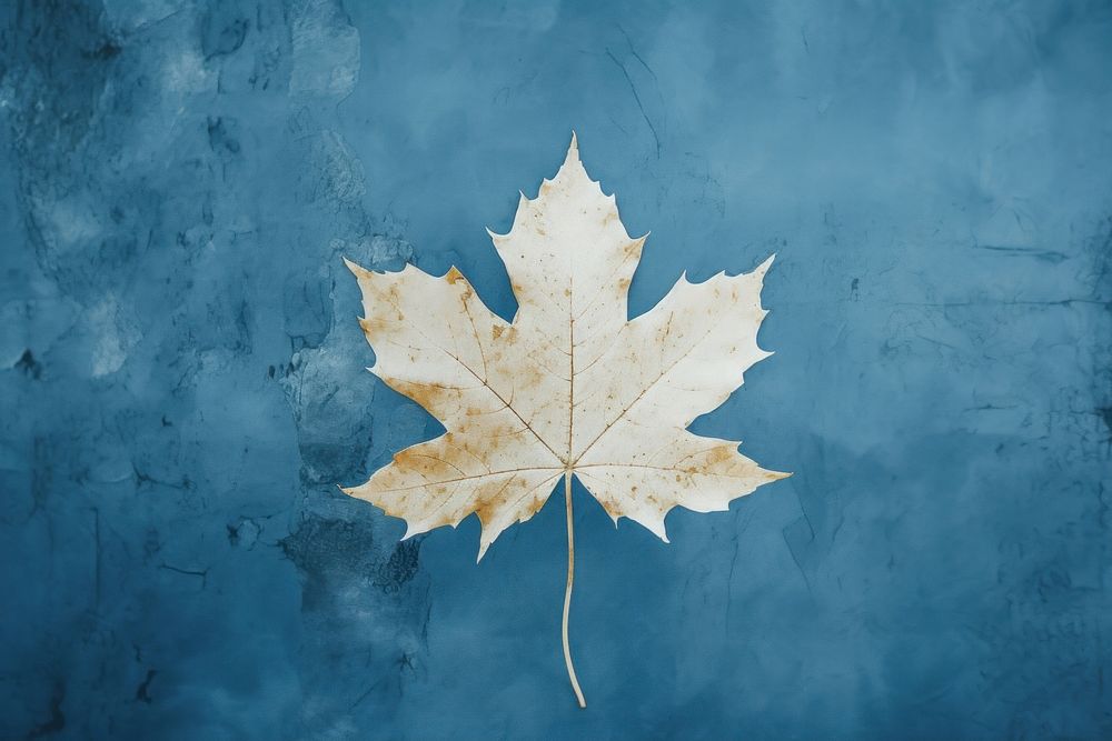 Dry maple leaf plant tree fragility. AI generated Image by rawpixel.