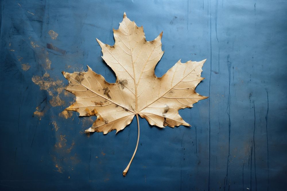 Dry maple leaf plant tree fragility. AI generated Image by rawpixel.