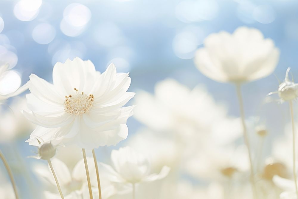 White flower nature backgrounds outdoors. AI generated Image by rawpixel.