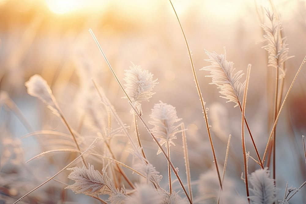 Frost backgrounds landscape outdoors. AI generated Image by rawpixel.