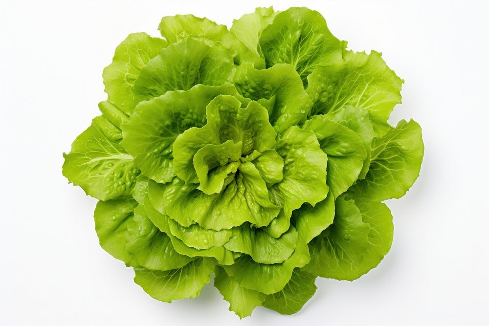 Green batavia lettuce salad head vegetable plant green. AI generated Image by rawpixel.