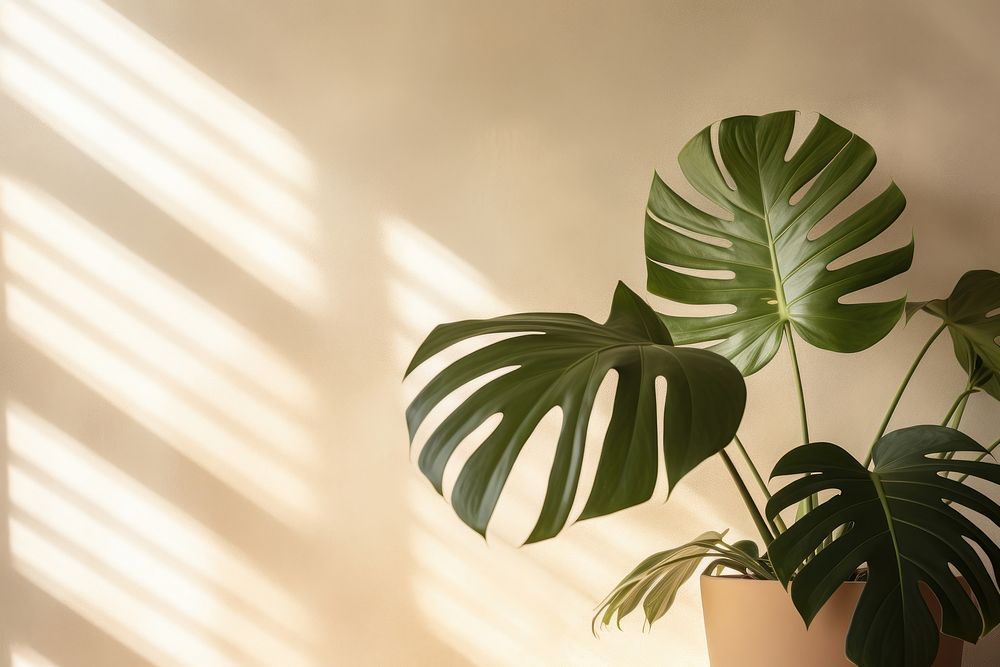 Monstera plant leaf houseplant. AI generated Image by rawpixel.