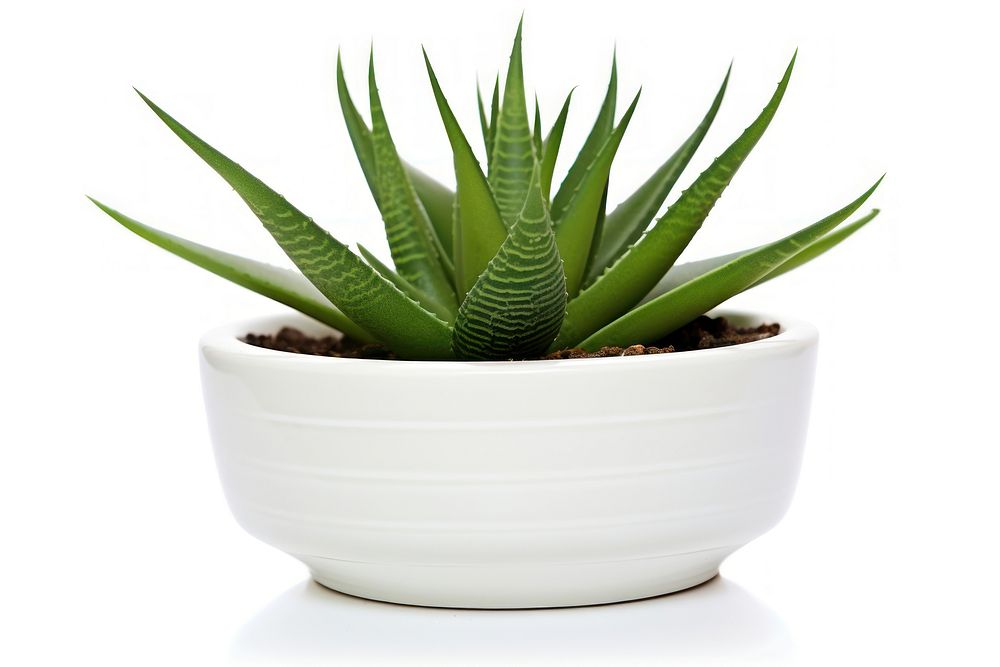 Houseplant aloe xanthorrhoeaceae white background. AI generated Image by rawpixel.