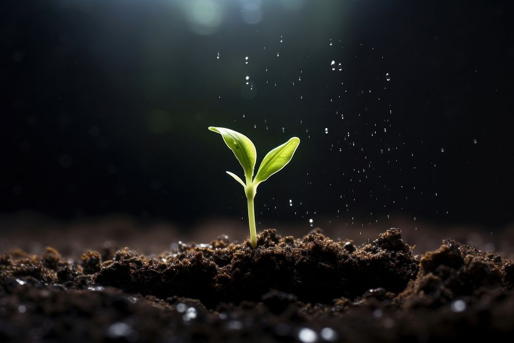 Sprout soil outdoors plant. AI generated Image by rawpixel.