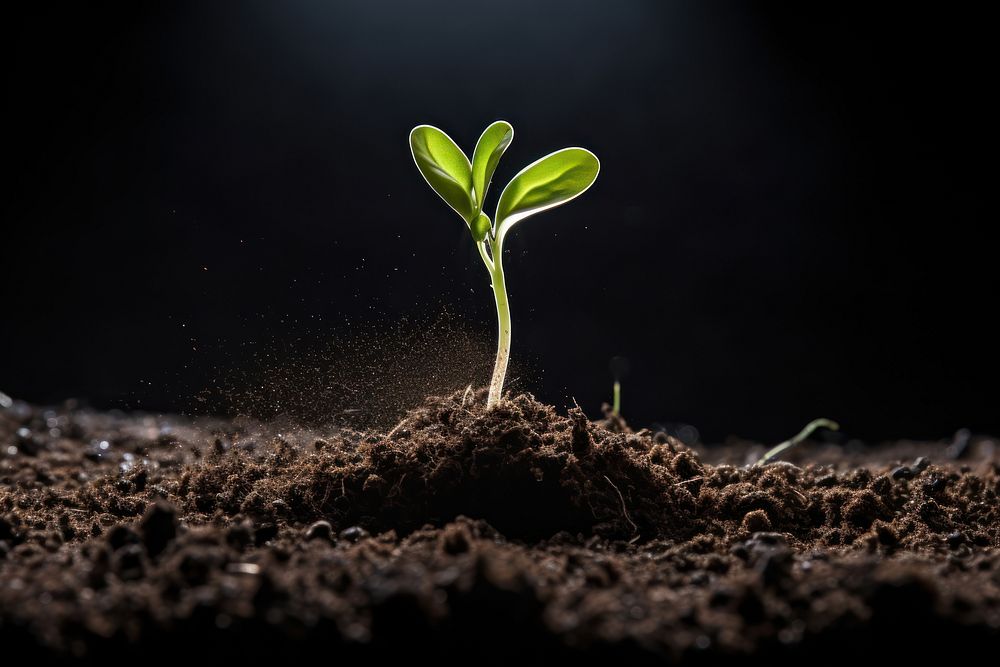 Sprout soil plant leaf. AI generated Image by rawpixel.