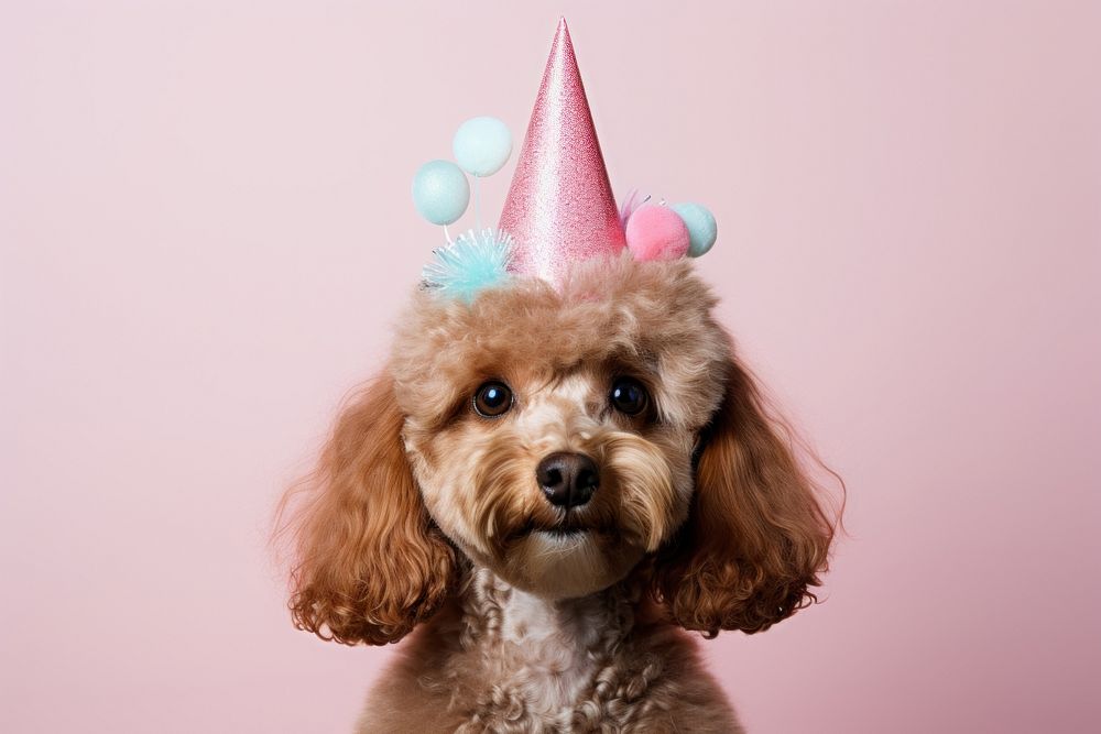 Poodle mammal animal poodle. AI generated Image by rawpixel.
