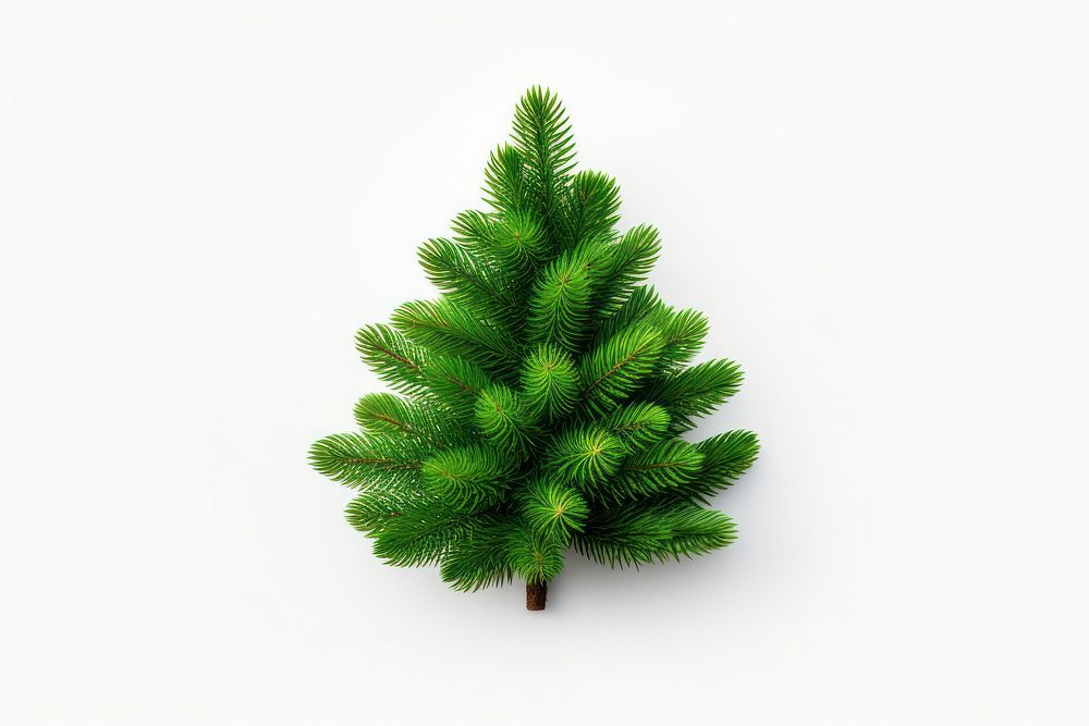 A mini christmas tree spruce plant green. AI generated Image by rawpixel.
