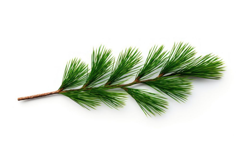 Christmas white pine branch plant tree fir. AI generated Image by rawpixel.