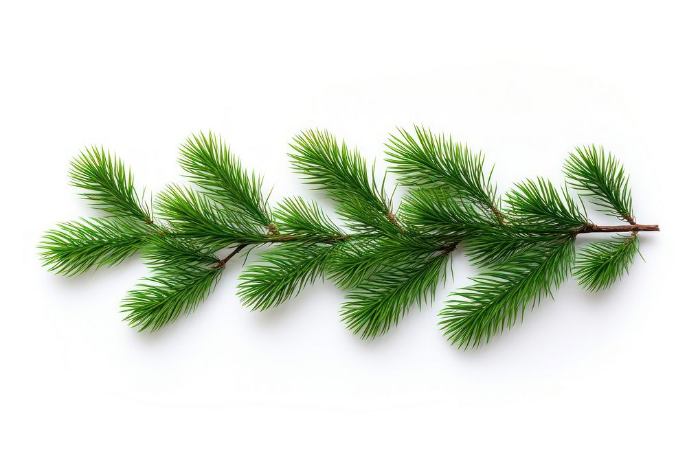 Christmas white pine branch christmas plant tree. AI generated Image by rawpixel.