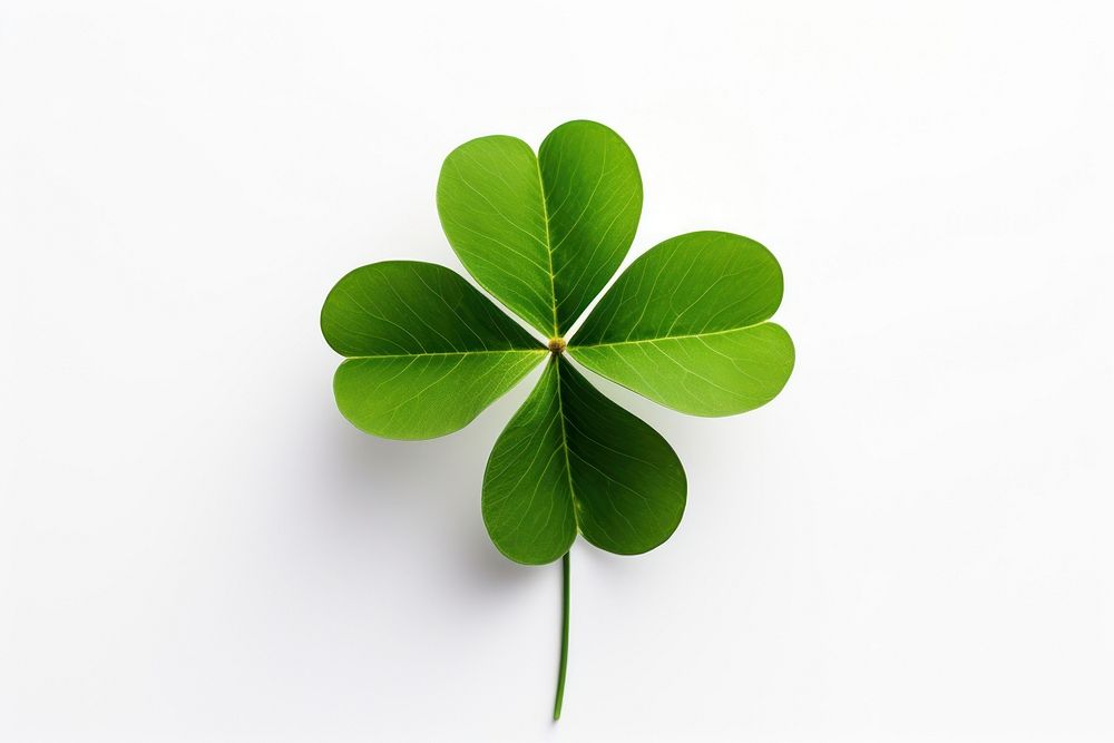 Lucky four leaf clover plant green white background. AI generated Image by rawpixel.