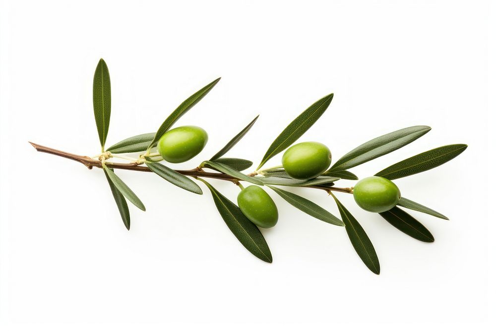 Olive branch plant food leaf. AI generated Image by rawpixel.