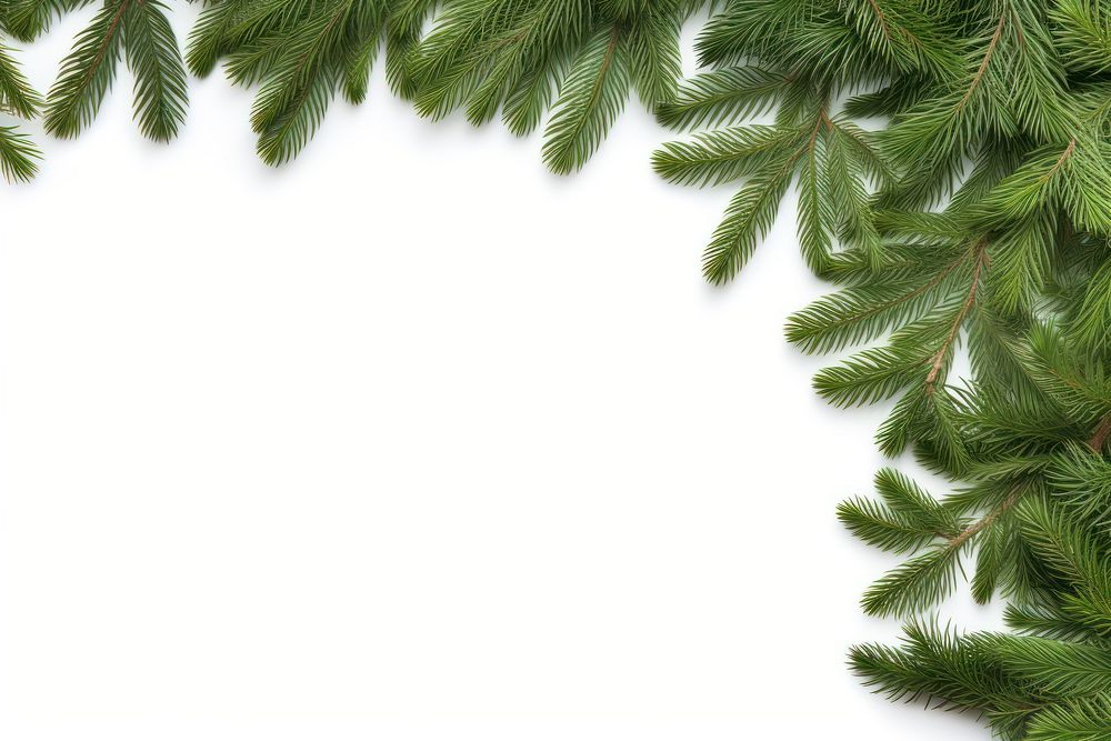 Fir branches backgrounds spruce plant. AI generated Image by rawpixel.