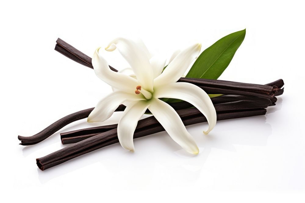 Vanilla flower plant white. AI generated Image by rawpixel.