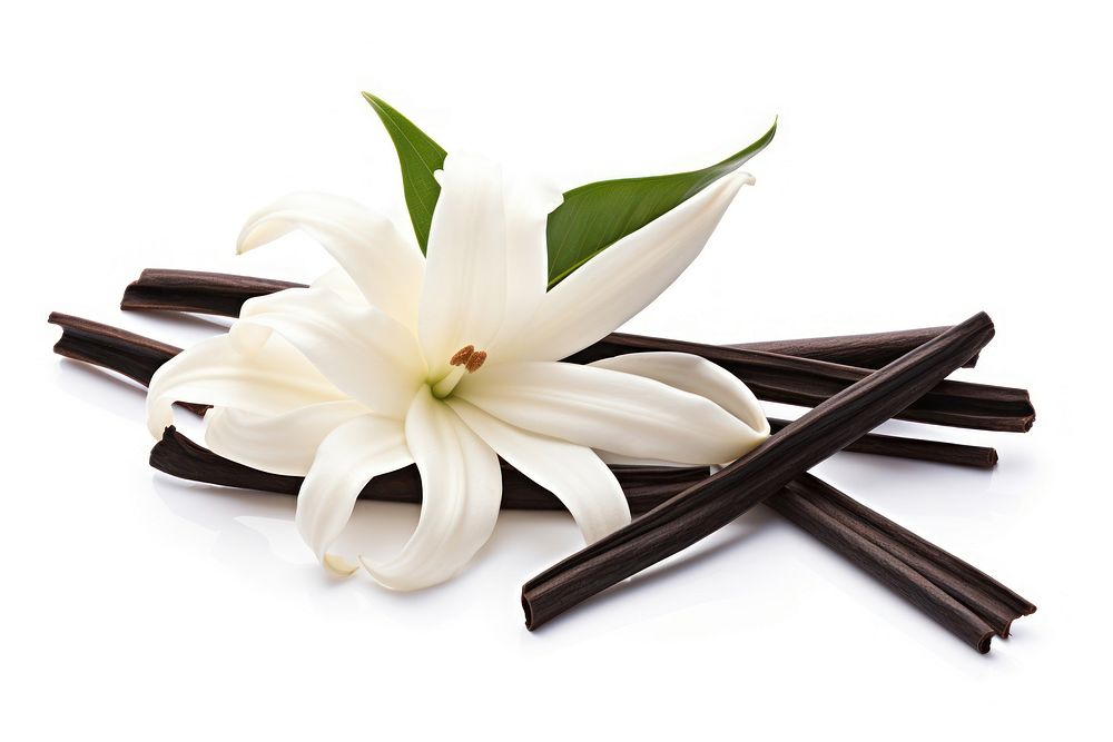 Vanilla flower plant petal. AI generated Image by rawpixel.