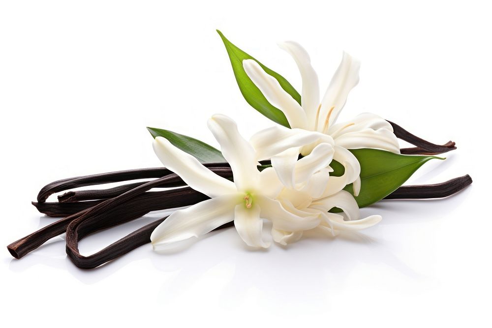 Vanilla flower plant white. AI generated Image by rawpixel.