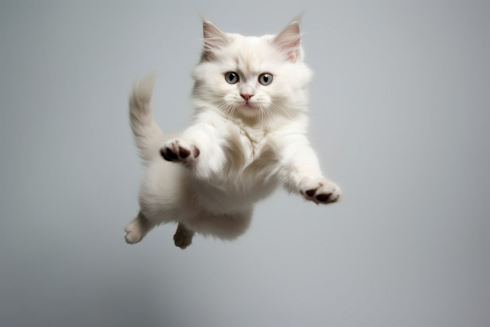 Cat falling mammal animal kitten. AI generated Image by rawpixel.