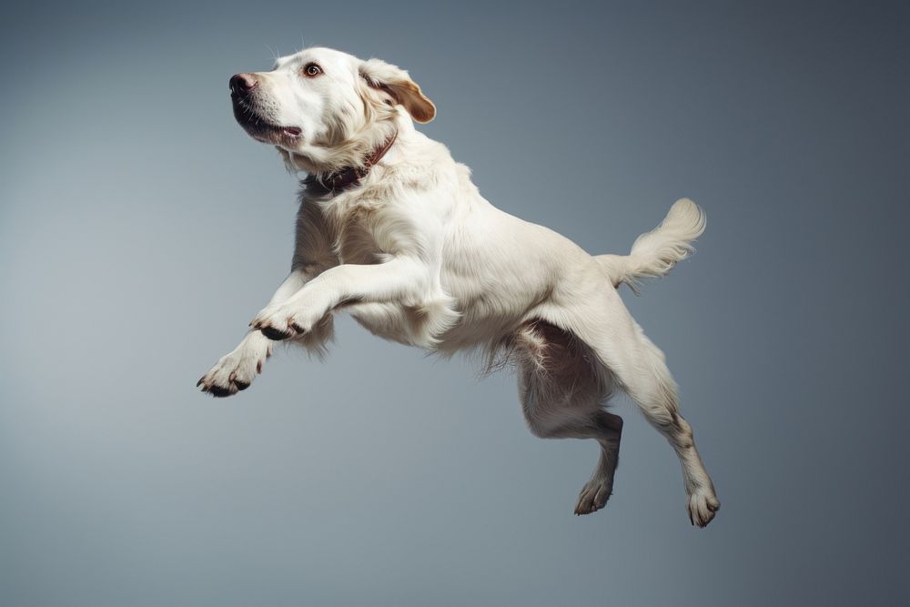 Dog falling animal mammal pet. AI generated Image by rawpixel.