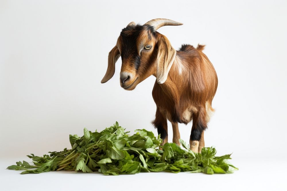 Goat eat livestock animal mammal. AI generated Image by rawpixel.