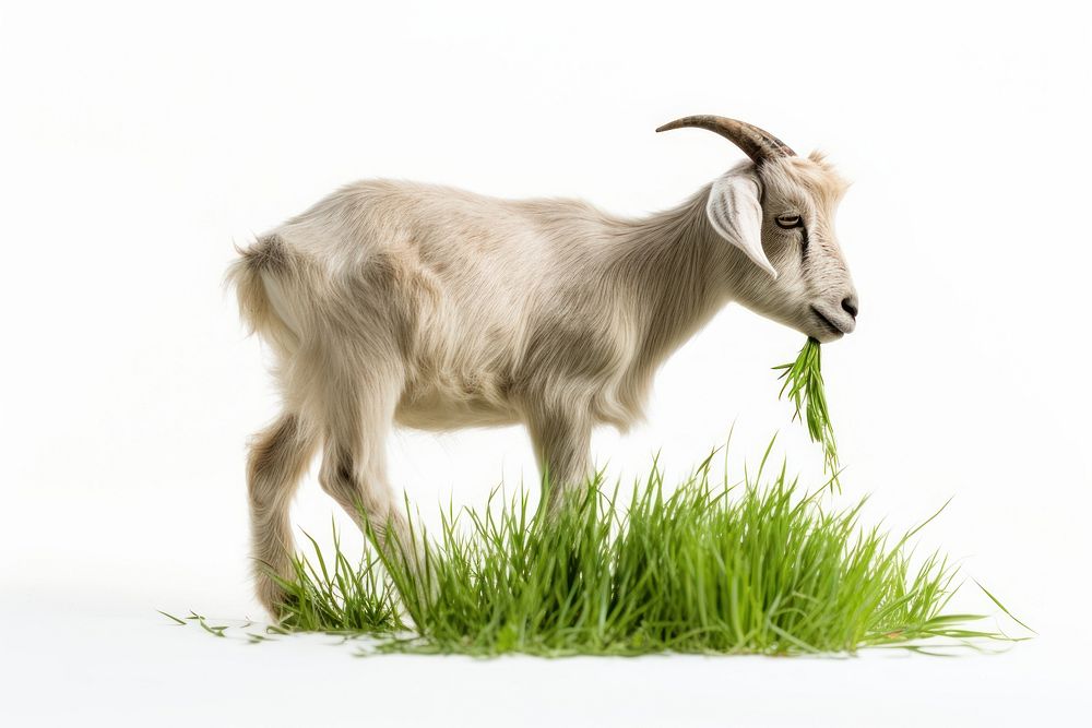 Goat eat grass livestock wildlife animal. AI generated Image by rawpixel.