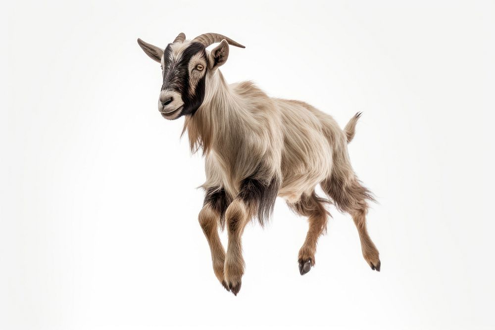 Goat jump livestock wildlife animal. AI generated Image by rawpixel.