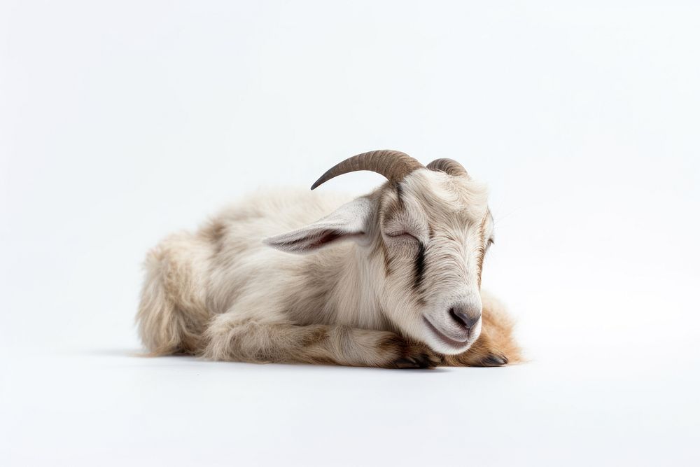 Goat sleep livestock wildlife animal. AI generated Image by rawpixel.