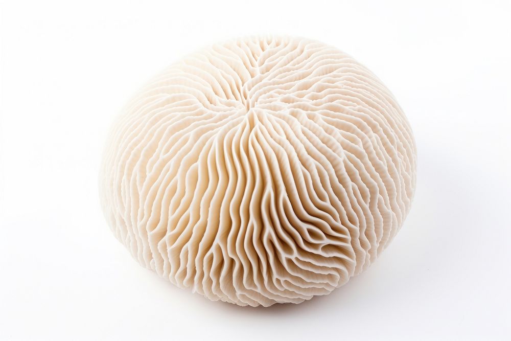Grooved Brain Coral mushroom brain white background. AI generated Image by rawpixel.