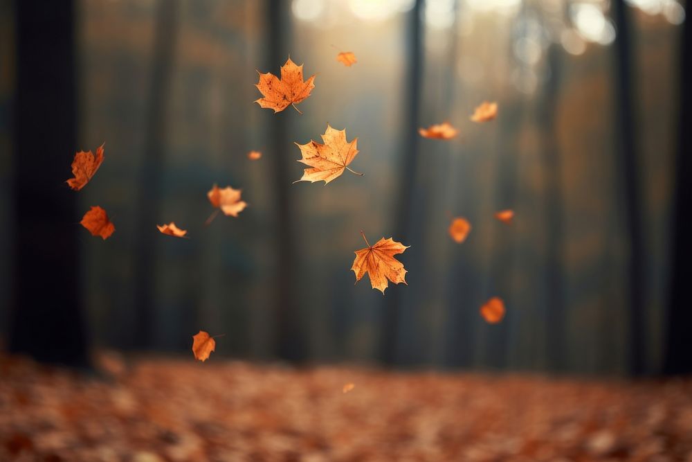 Leafs falling autumn forest plant. AI generated Image by rawpixel.
