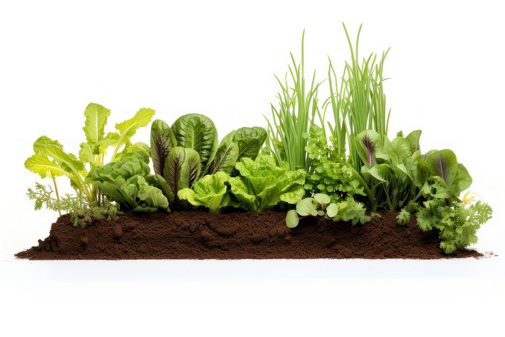 Vegetable garden outdoors lettuce nature. AI generated Image by rawpixel.