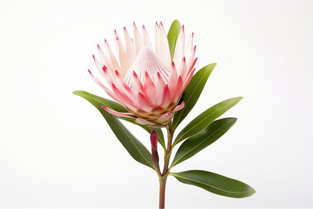 King protea blossom flower petal. AI generated Image by rawpixel.