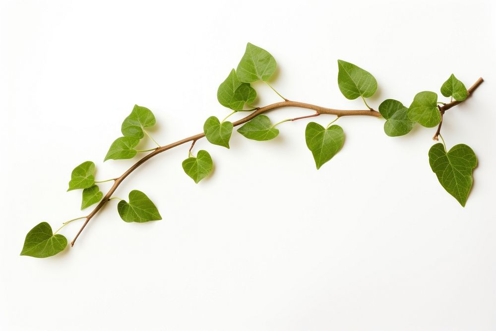 Leaf vine leaf plant white background. AI generated Image by rawpixel.