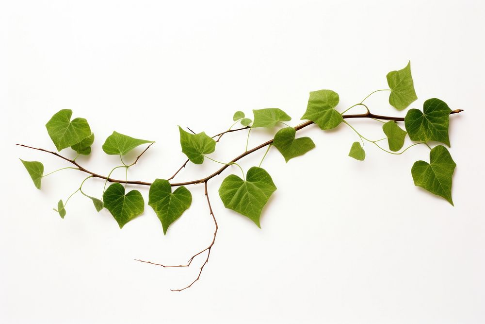 Leaf vine leaf plant white background. AI generated Image by rawpixel.