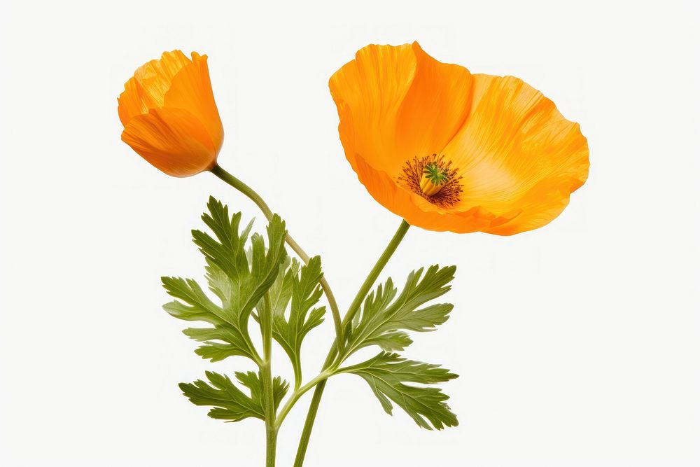California Poppy poppy flower plant. AI generated Image by rawpixel.