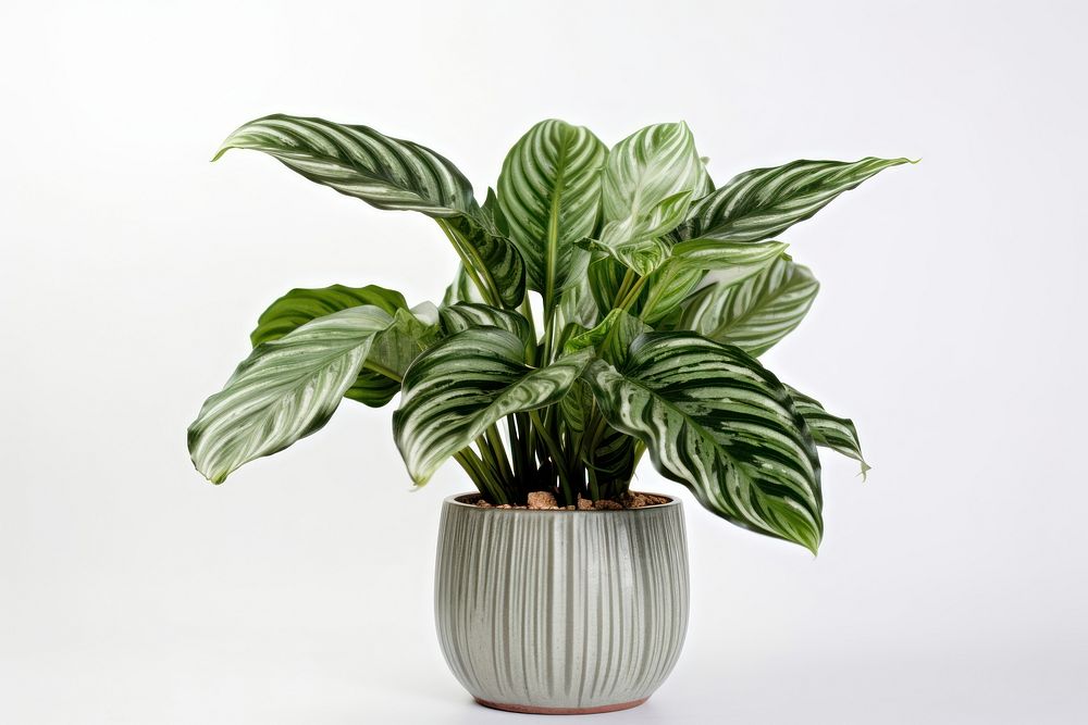 Calathea plant leaf vase. AI generated Image by rawpixel.