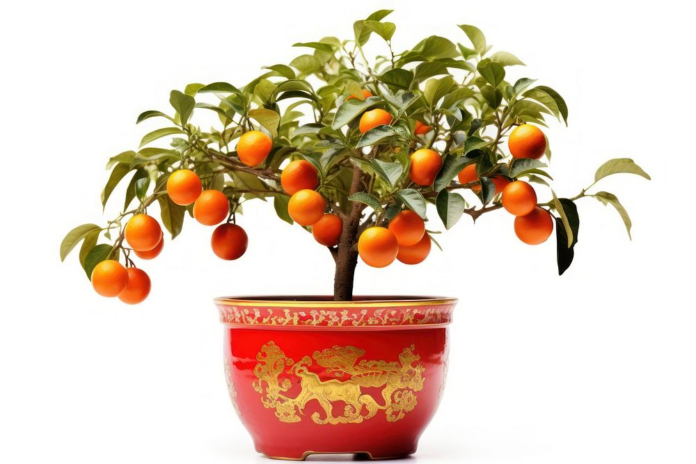 Kumquat Tree plant tree grapefruit. AI generated Image by rawpixel.