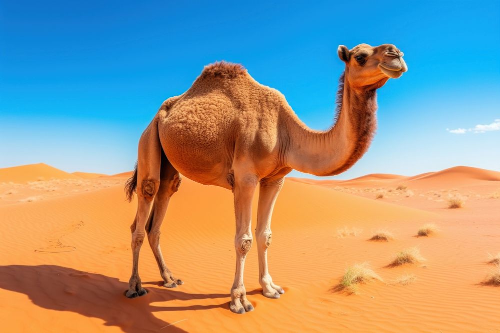 Camel wildlife outdoors desert. AI generated Image by rawpixel.