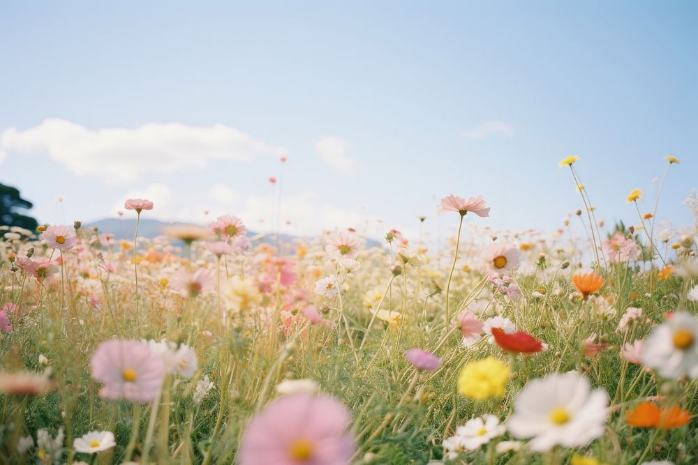 Flower field landscape grassland outdoors. AI generated Image by rawpixel.