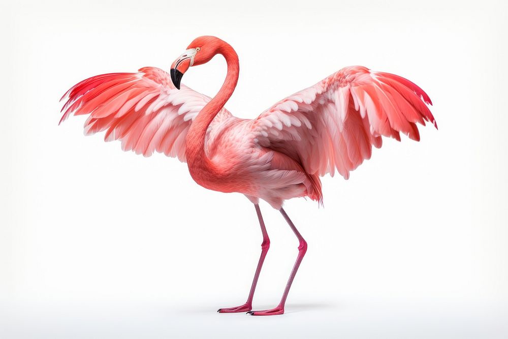 Dancing flamingo animal bird white background. AI generated Image by rawpixel.