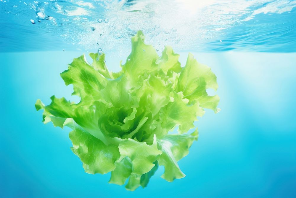 Lettuce underwater vegetable plant. AI generated Image by rawpixel.