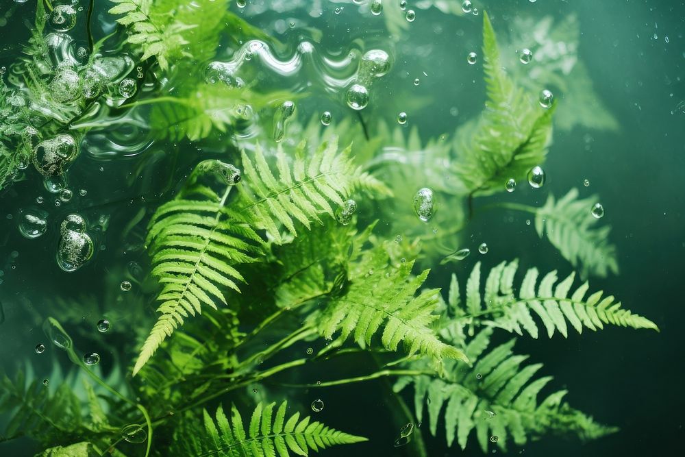 Fern underwater vegetation outdoors. AI generated Image by rawpixel.