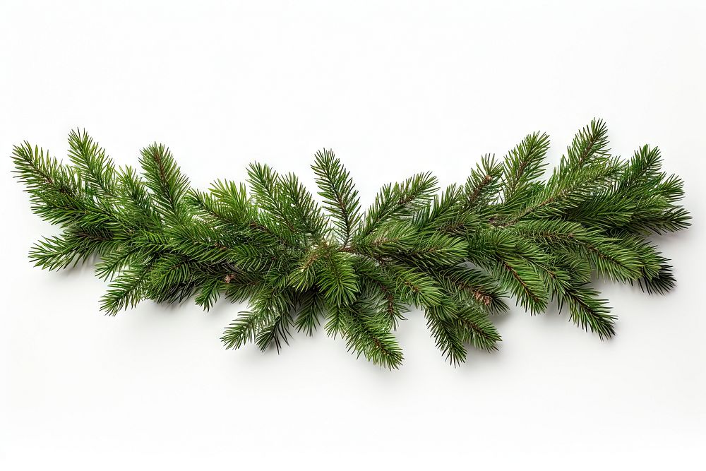 Christmas tree pine garland spruce plant fir. 