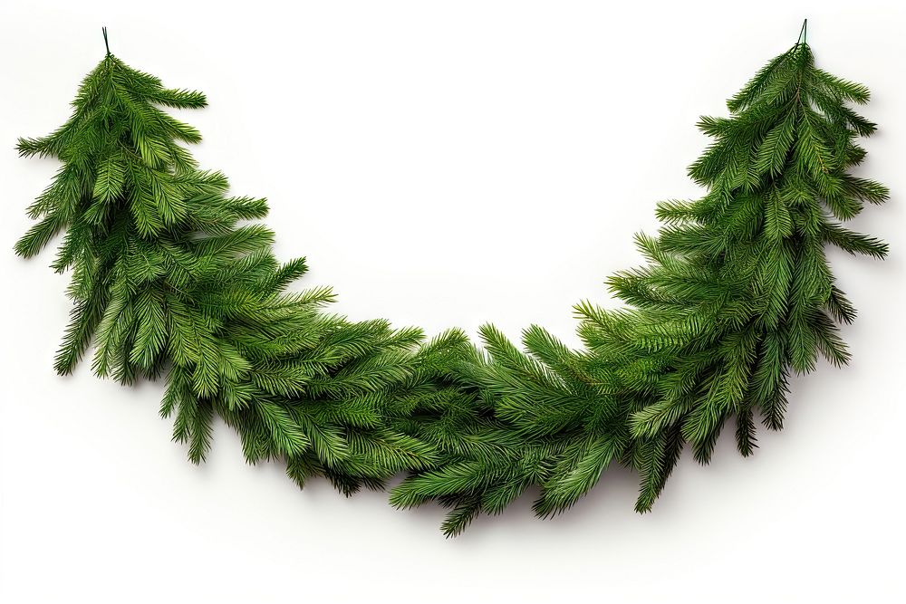 Christmas tree pine garland plant fir white background. AI generated Image by rawpixel.