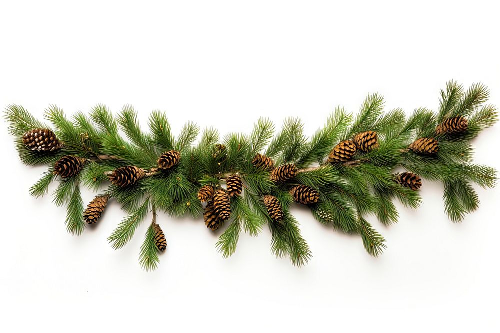 Christmas tree pine garland plant fir white background. AI generated Image by rawpixel.