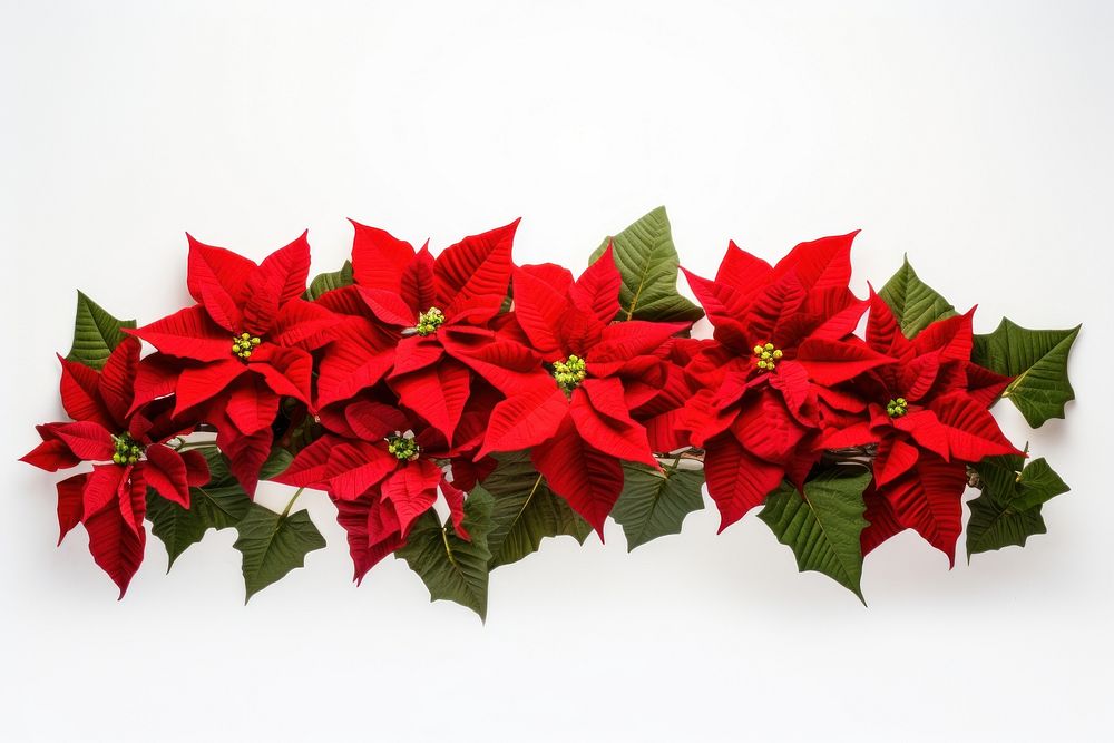 Flower christmas plant petal. AI generated Image by rawpixel.