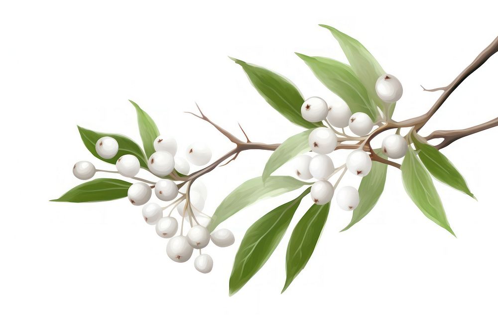 White mistletoe blossom flower plant. AI generated Image by rawpixel.